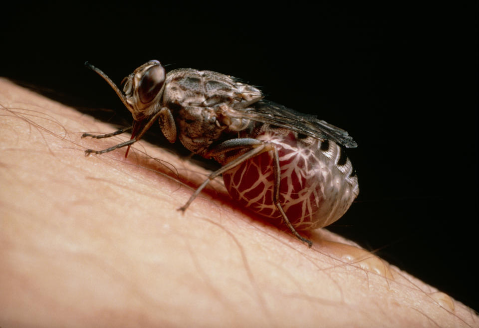 The&nbsp;tsetse fly, here engorged with blood, spreads the parasitic sleeping sickness. (Photo: MARTIN DOHRN/SCIENCE PHOTO LIBRARY via Getty Images)