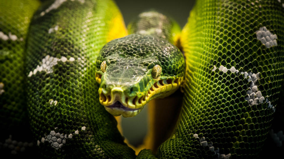 Emerald tree boa