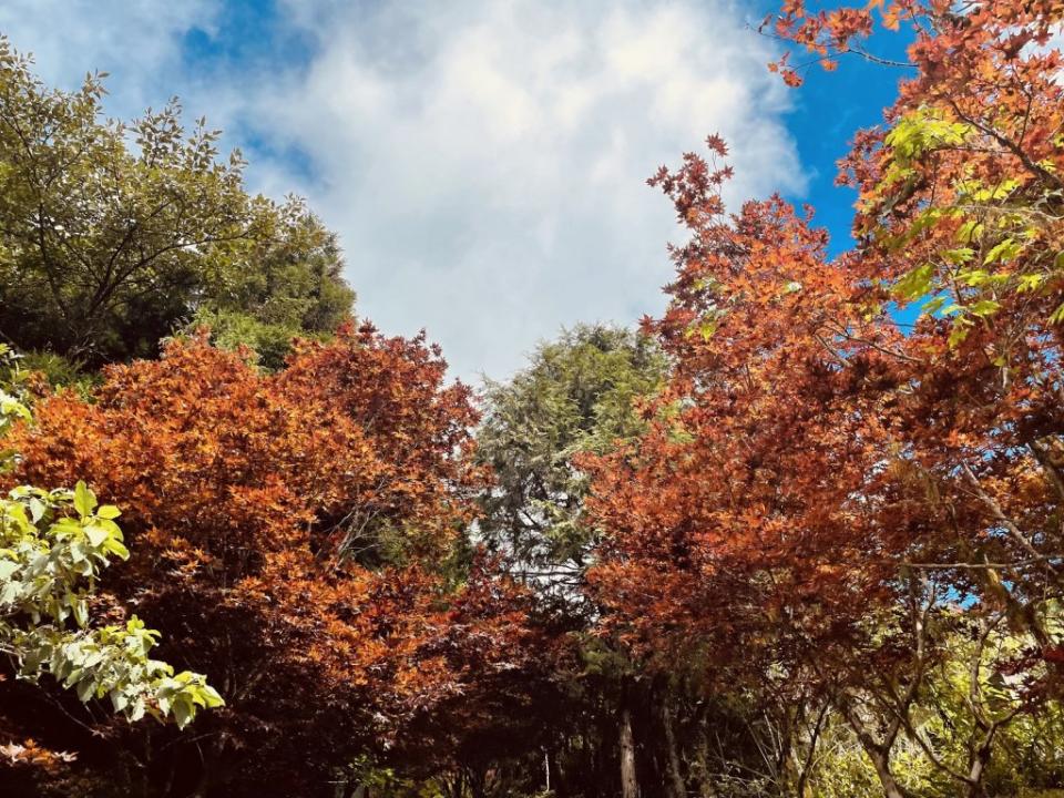 太平山金黃「山毛櫸」