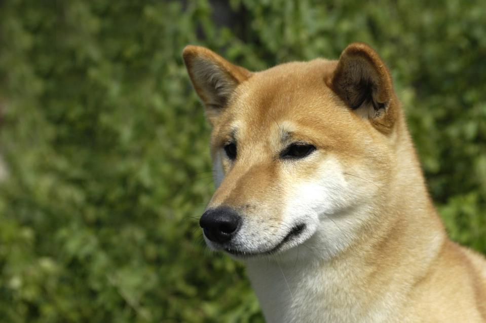 canaan dog in a meadow