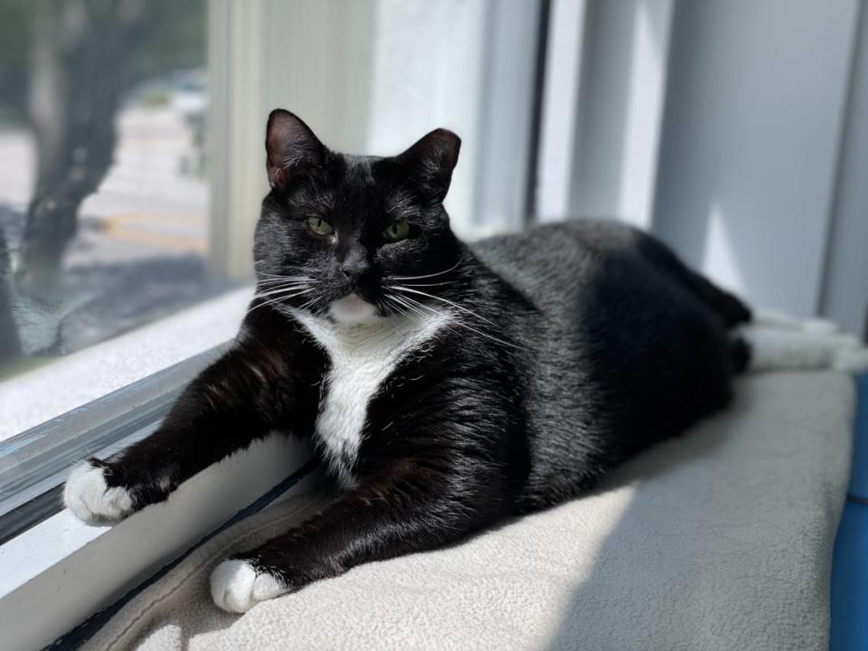Tanzie, a shelter cat, spent a lot of time looking out the window for a forever family. She was finally adopted from the Humane Society of Greater Miami in May.