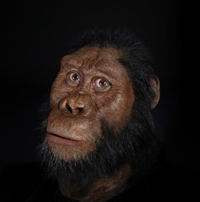 Fotografía facilitada por el Cleveland Museum of Natural History de una posible reconstrucción facial del Australopithecus Anamensis. Un grupo de investigadores en Etiopía ha hallado el cráneo de un <b>Australopithecus</b> <b>Anamensis</b>, que vivió hace 3,8 millones de años y es considerado antepasado del Homo Sapiens y coetáneo del icónico homínido &#39;Lucy&#39;, según dos estudios publicados por la revista Nature. EFE/ CMNH/MattCrow