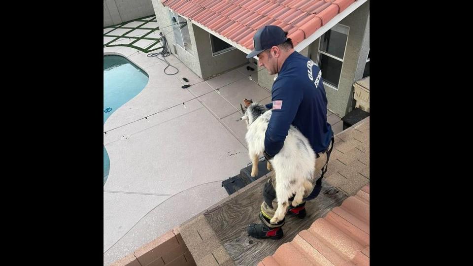 A firefighter carries a goat from a rooftop in Glendale, Arizona.