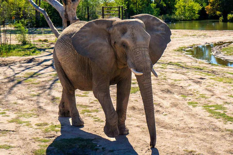 <p>Sedgwick County Zoo</p> Elephant at Sedgwick County Zoo.