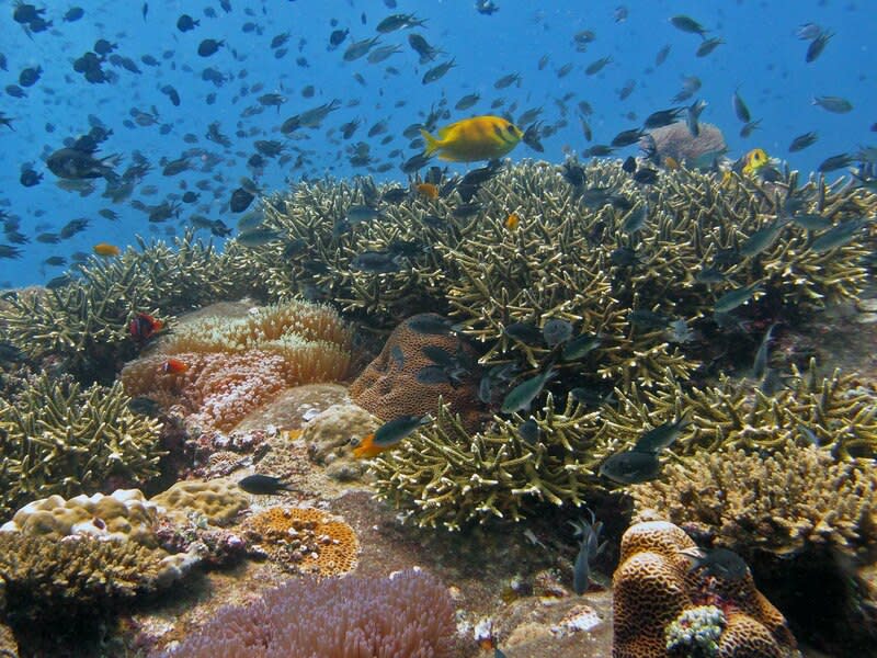 珊瑚礁提供海洋生物寶貴棲息地。(Photo by Lakshmi Sawitri on Flickr used under Creative Commons license)