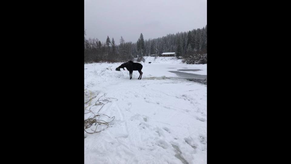 The moose’s calf stands in the background after it’s mother was rescued from the icy Little Spokane River on Dec. 20, 2022.