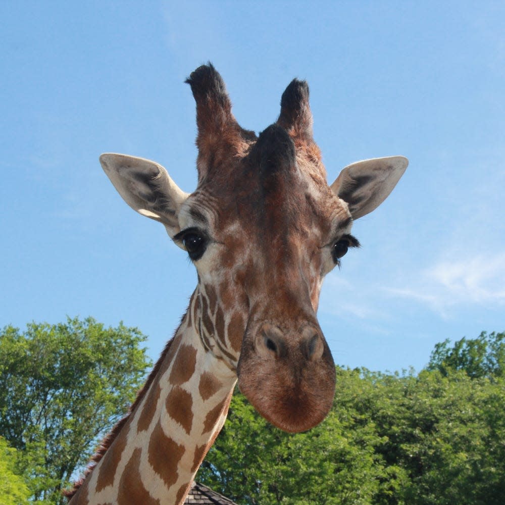 Eddie, a 14-year-old giraffe from the Henry Vilas Zoo in Madison, will be making the move to the NEW Zoo & Adventure Park in Suamico. He's expected to arrive at 12:30 p.m. Oct. 10.