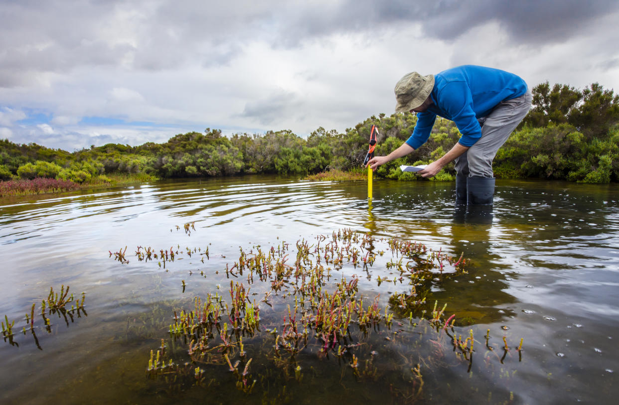 Scientist measuring water depth to install water level data loggers in a coastal wetland  to understand inundation period and impact on ecosystem services.