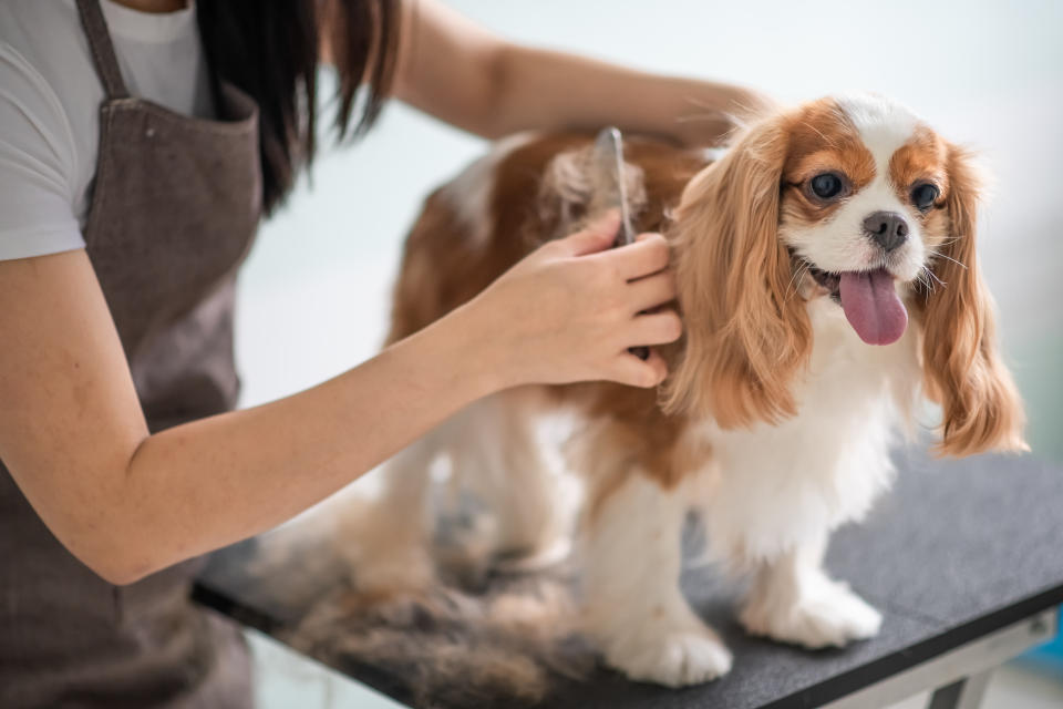 狗狗若為「雙層毛」，比起剃毛，更重要的是梳毛喔！示意圖來源：Getty Images