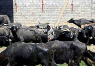 A displaced Iraqi child walks among buffaloes that farmers from Badush, northwest of Mosul, who fled their village and later returned to retrieve them as the battle against Islamic State's fighters continues in Mosul, Iraq, March 25, 2017. REUTERS/Youssef Boudlal