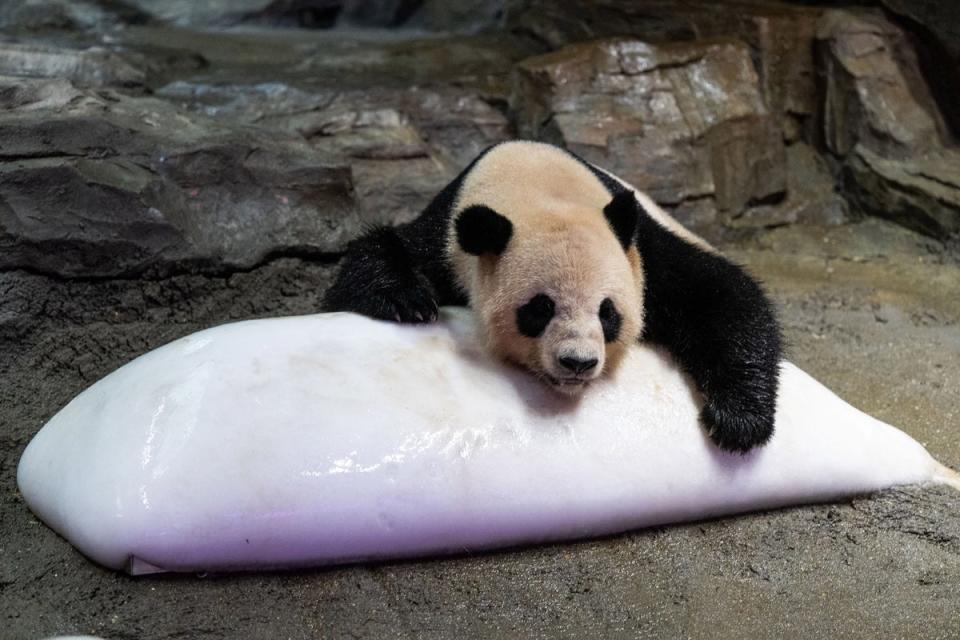 A panda cools off over a block of ice during hot weather at a zoo in Guangzhou (Getty Images)