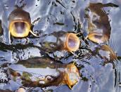 <p>Carp have their mouths open as they swim in a small lake in a park in Frankfurt, Germany, Monday, May 15, 2017. (Photo: Michael Probst/AP) </p>