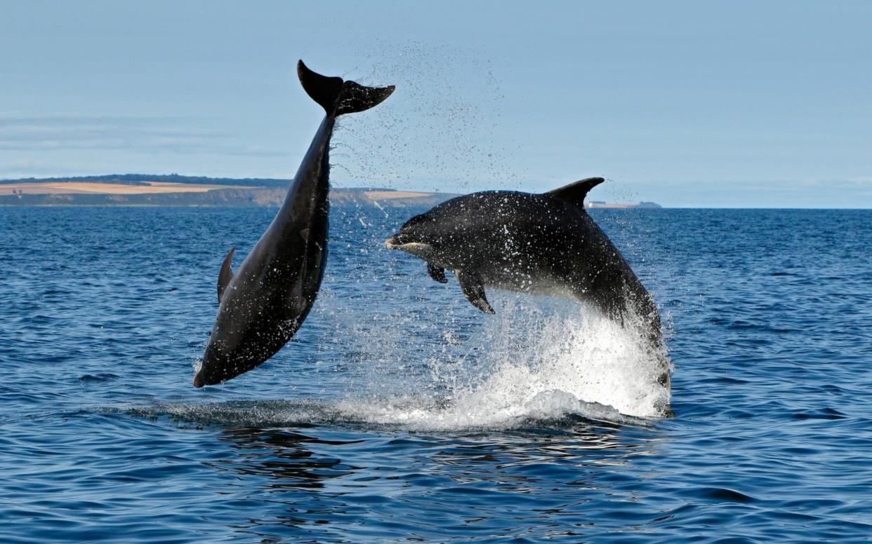 Bottlenose dolphins breaching from the water, Moray Firth, Scotland - www.alamy.com