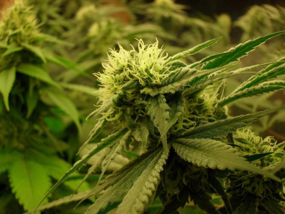 The Florida Supreme Court ruled that voters will see a ballot amendment in November 2024 on whether to legalize recreational marijuana.