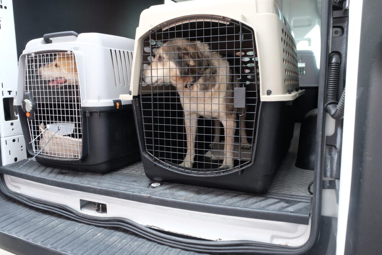 Rescued dogs, including Bueno (white and gray dog on the right) from the West Bank are transported from the airplane to the Animal Reception Center at JFK Airport in New York on March 14, 2024.