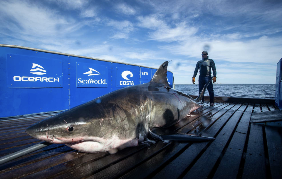 Unama'ki is a 2,076 pound, 15-foot, 5-inch white shark tagged Sept. 20 by OCEARCH.