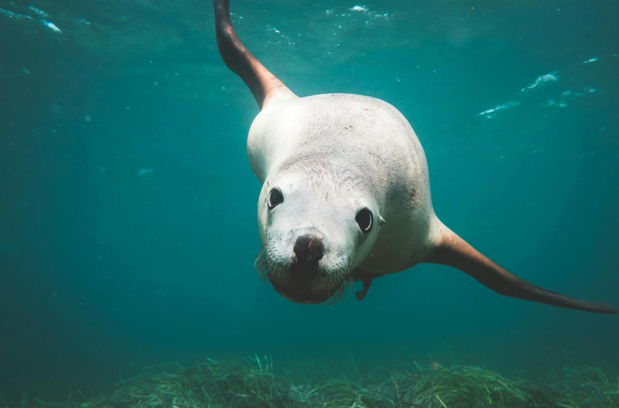 Las focas pueden bucear hasta los 600 metros y aguantar una hora sin respirar. <a href="https://www.pexels.com/photo/big-sea-lion-swimming-in-blue-water-5967965/" rel="nofollow noopener" target="_blank" data-ylk="slk:Lachlan Ross/Pexels;elm:context_link;itc:0;sec:content-canvas" class="link ">Lachlan Ross/Pexels</a>, <a href="http://creativecommons.org/licenses/by-sa/4.0/" rel="nofollow noopener" target="_blank" data-ylk="slk:CC BY-SA;elm:context_link;itc:0;sec:content-canvas" class="link ">CC BY-SA</a>