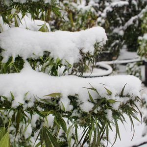 Certain strains of cannabis grown by CLC have demonstrated the ability to survive even during freezing temperatures in the winter