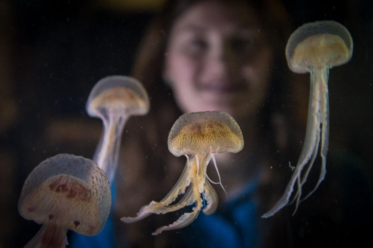 Extreme weather could see an influx of jellyfish on UK shores (PA)