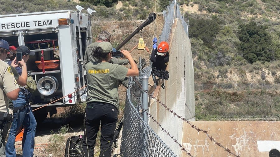 Deer stranded in debris basin in California rescued