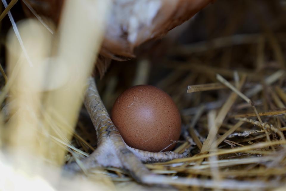 File - A hen stands next to an egg, Jan. 10, 2023, at a farm in Glenview, Ill. Nearly 5 million chicken, turkeys and ducks have been slaughtered this year because of a persistent bird flu outbreak that began in 2022, but as big as that number may sound, it’s far less than the number of birds killed last year and that means consumers generally aren’t seeing as much impact on poultry and egg prices. (AP Photo/Erin Hooley, File)