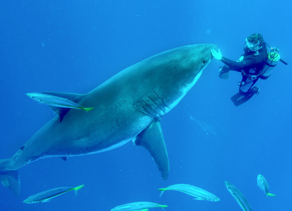 Martin Kochling swimming with a great white shark in Guadalupe, Mexico. (Photo: Jean-Marie Ghislain/Caters News)