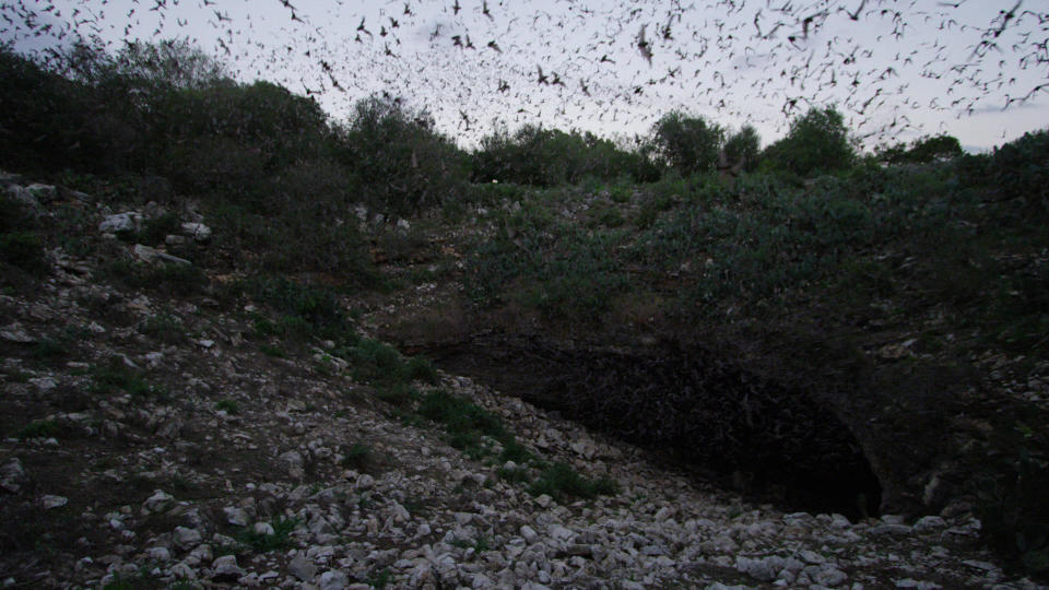 Bats leave the Bracken Cave outside San Antonio in search of food.  / Credit: CBS News