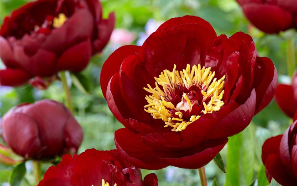 Buckeye Belle Peonies - GAP Photos