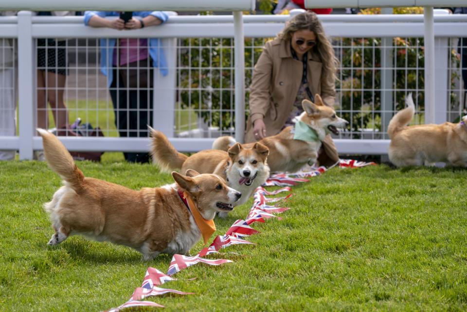 Participants cross the finish line in a corgi derby (Jane Barlow/PA) (PA Wire)