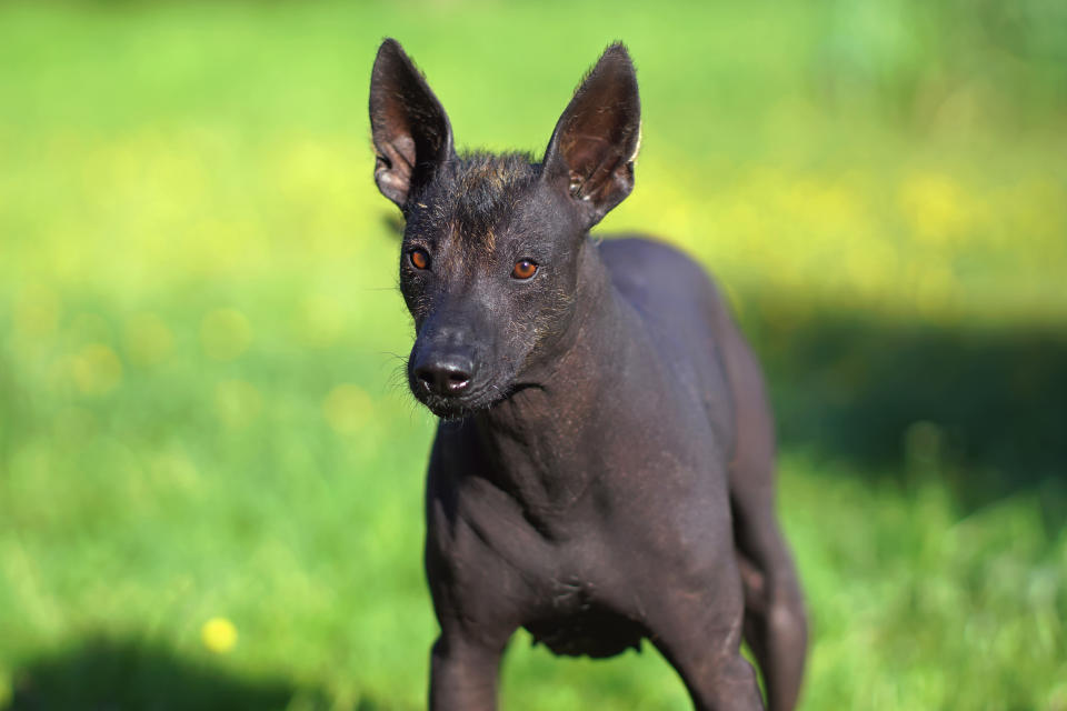 Un inmenso xoloitzcuintle acabó con la existencia humana y también con el dios de las flores Xochipilli (Foto:Getty)