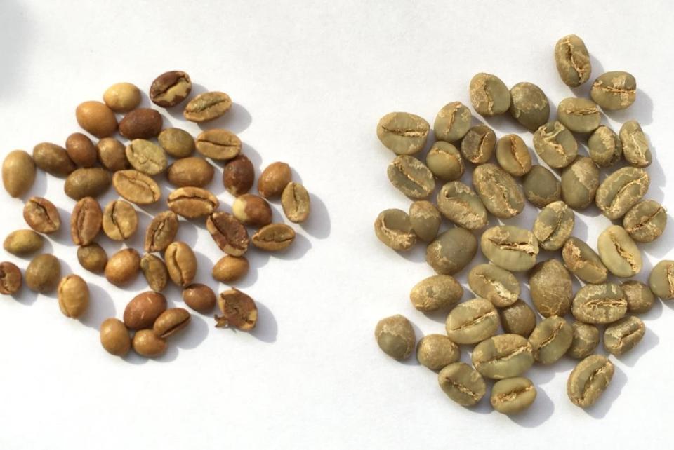尤金諾伊狄絲（左）與哥斯大黎加產地的咖啡豆（右）相比，體積小了許多。（寫樂文化提供）