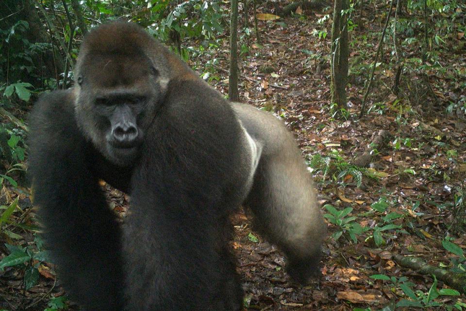 This photo taken by a camera trap shows a Cross River gorilla in the Mbe Mountains of Nigeria (AP)