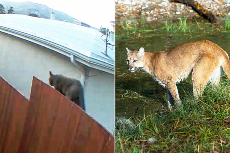<p>South San Francisco Police Department; Wolfgang Kaehler/LightRocket/Getty</p> A large house cat spotted in San Francisco (left) and a mountain lion (right)