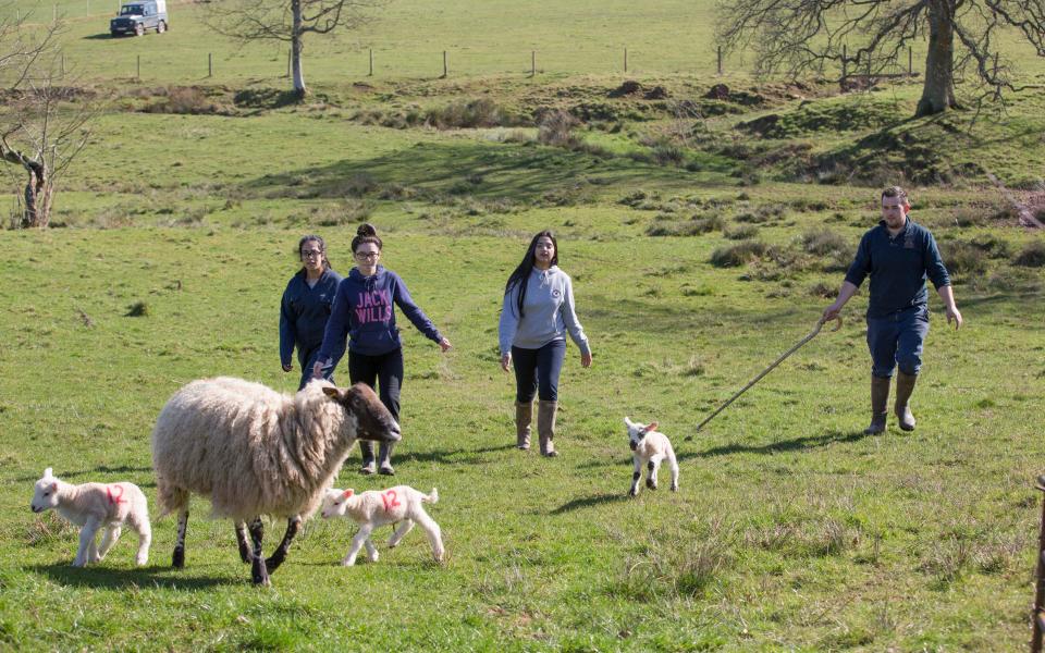 andrew fox jamie's farm - Credit: Andrew Fox/Telegraph