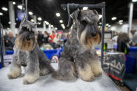 <p>It's not unusual to see double at a dog show since canines have to compete for Best in Breed before moving on for a chance to win Best in Show. </p>