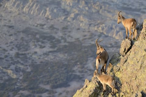 Two of the four subspecies of the Spanish ibex still exist - Credit: ALAMY