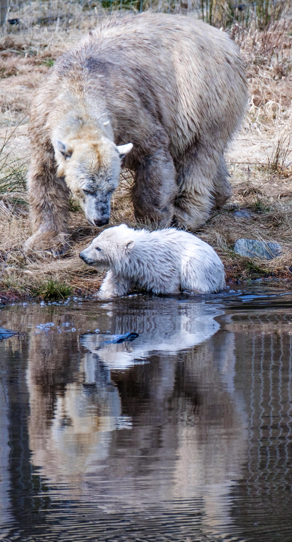 <em>“Outstanding achievement” – the RZSS, which runs the wildlife park, said the birth of Victoria’s cub would have interested from across the world</em>