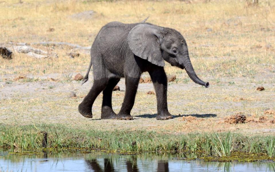 Baby African elephant