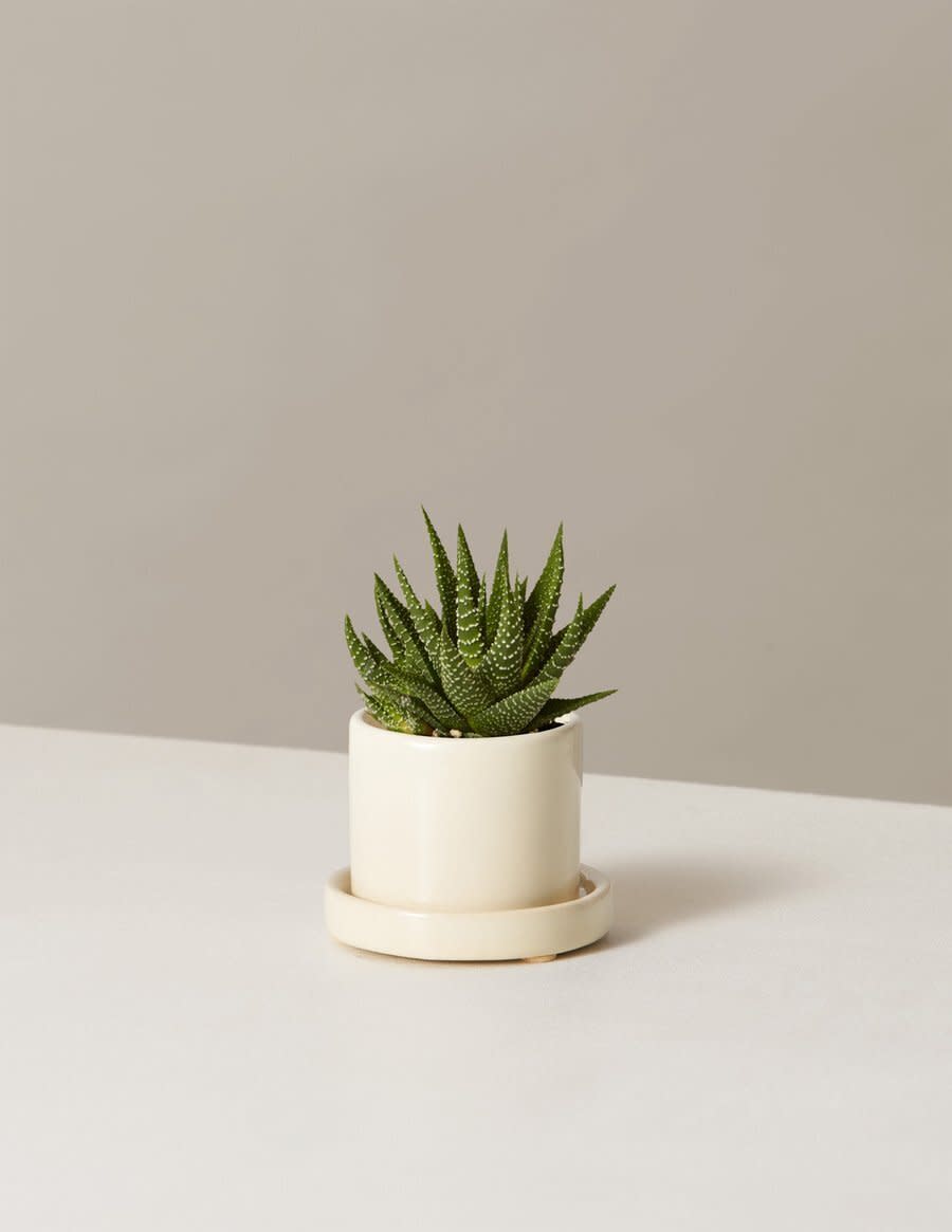 If you're missing your work plant, you could always put this&nbsp;pet-friendly&nbsp;succulent in your home work space. <a href="https://fave.co/2JejdLy" target="_blank" rel="noopener noreferrer">Find the mini size for $27 at The Sill</a>.&nbsp;