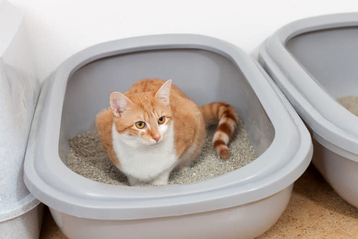 cat in the litter box