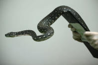 A diamond python is held during London Zoo's annual stocktake of animals on January 3, 2013 in London, England. (Photo by Dan Kitwood/Getty Images)