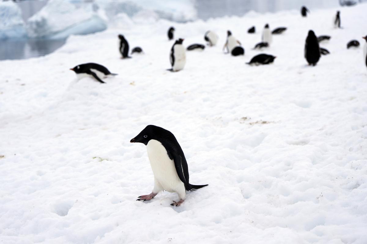 Penguins in a Warming World: The Impact on Antarctica’s Ice and Seas