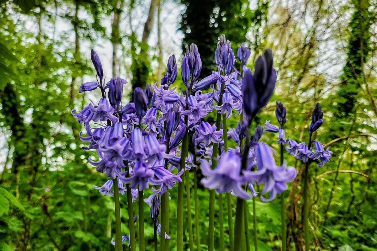 Walton Gardens by Tony Crawford