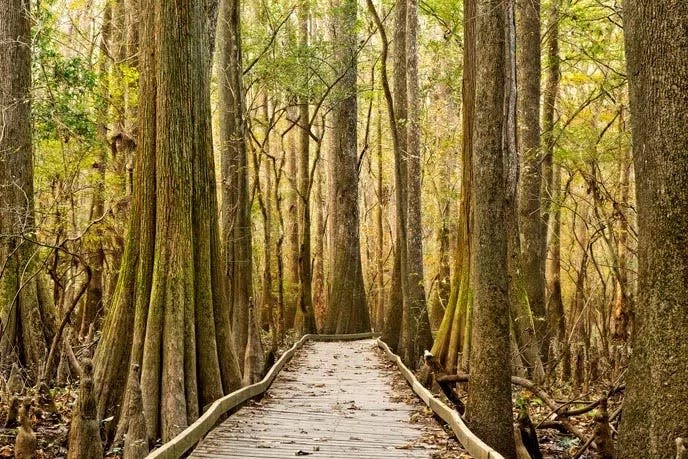 Visitors can wander at their own pace on Congaree's Boardwalk Loop.