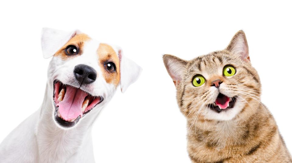 A brown and white dog and a brown and black cat pose for a picture against a white backdrop.