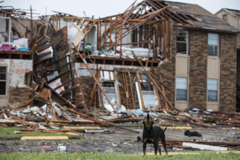 ROCKPORT, TX - AUGUST 26: A dog stands guard over a section of the Saltgrass Estates apartments Saturday afternoon after Hurricane Harvey destroyed the complex. (Photo by Robert Gauthier/Los Angeles Times via Getty Images)