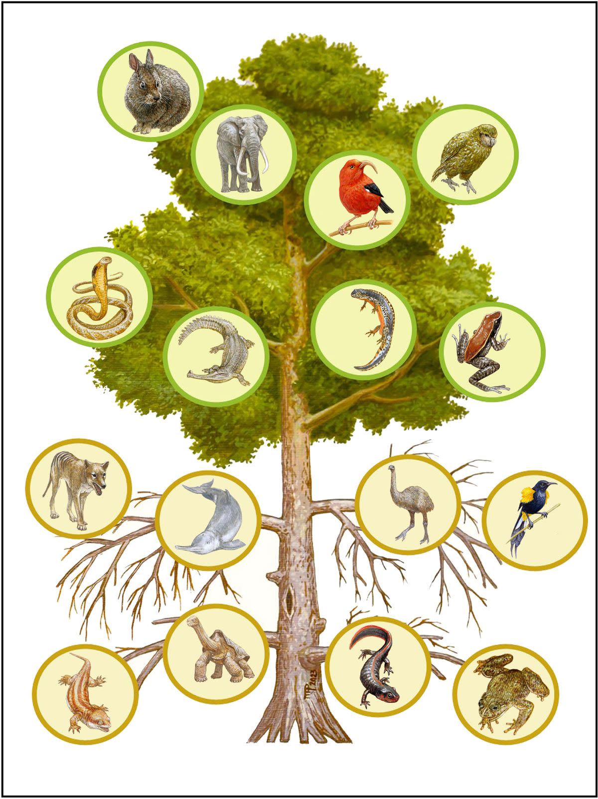 Estamos asistiendo a la extinción de ramas enteras (familias, géneros) del árbol de la vida  | Ceballos, Gerardo, Paul R. Ehrlich, PNAS (2023)