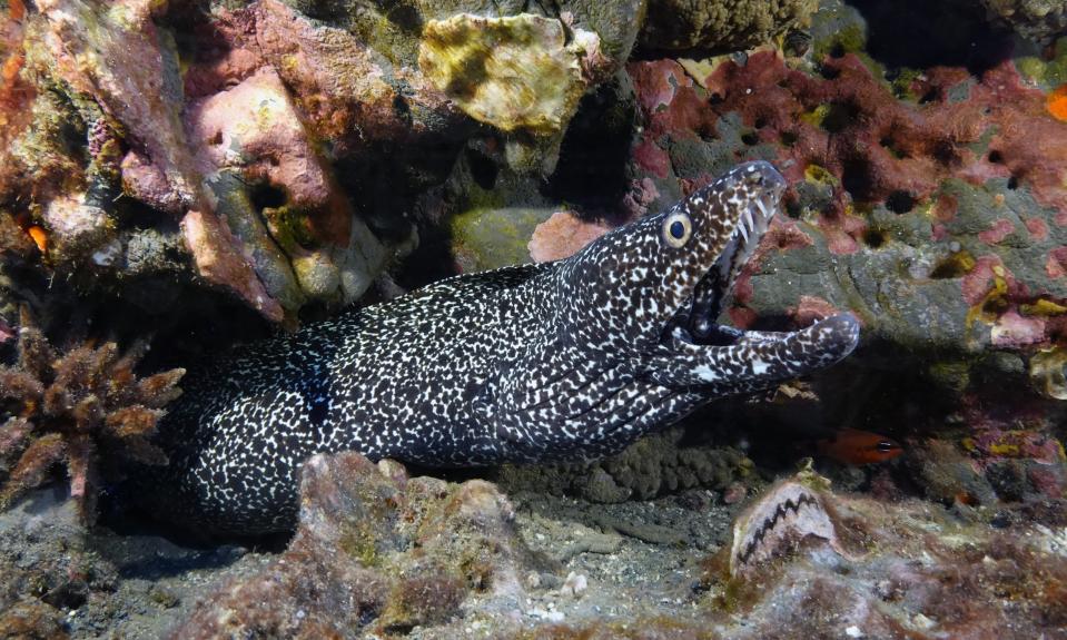 A spotted moray eel pokes out from rocks and coral at the Flower Garden Banks National Marine Sanctuary, Sunday, Sept. 17, 2023. Coral reefs support about a fourth of all marine species at some point in their life cycle. (AP Photo/LM Otero)