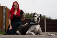 A British Great Dane who loves chicken dinners is thought to be the oldest in the world -- after smashing the previous record by years. Pirate the pooch is 11-and-a-half years old and has been adored by the Valentino family since they rescued him from the RSPCA more than a decade ago. One of the biggest breeds in the world, Great Danes often don't live for longer than six or seven years. But the 5ft 10in giant will be celebrating his 12th birthday in a few months time, and is thought to the the oldest of his breed in the world.