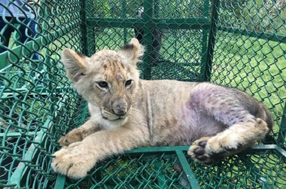 A lion cub was detected in India by the Wildlife Crime Control Bureau and West Bengal Forest Department on its way to the United Kingdom from Bangladesh. (Photo: Interpol)